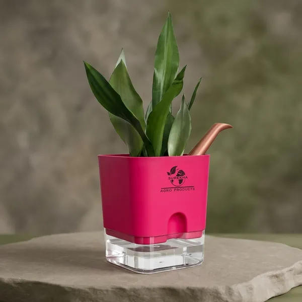 Snake_Plant_(Sansevieria_Silver_Hahnii)_In_Self_Watering_Square_Pot