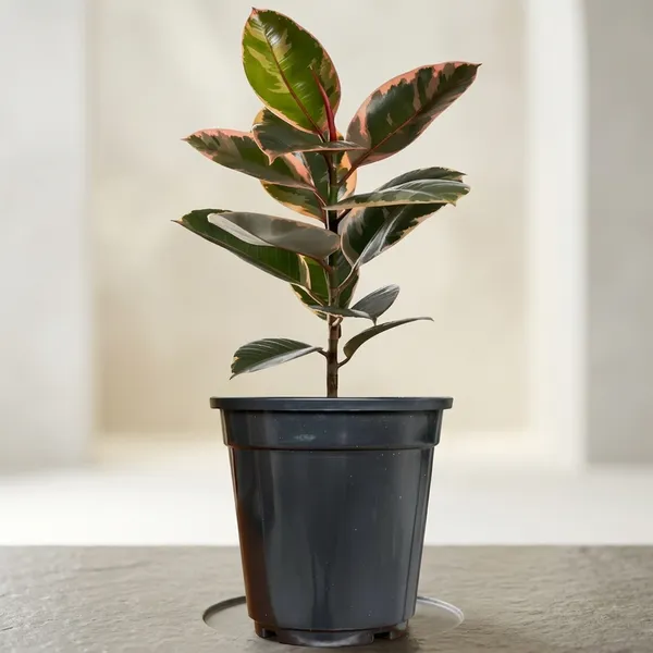 Rubber_Plant_In_5"_Plastic_Pot