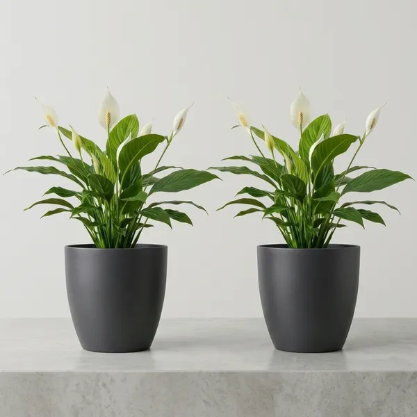Peace_Lily_Plant_With_Self_Watering_Pot_Pack_Of_4