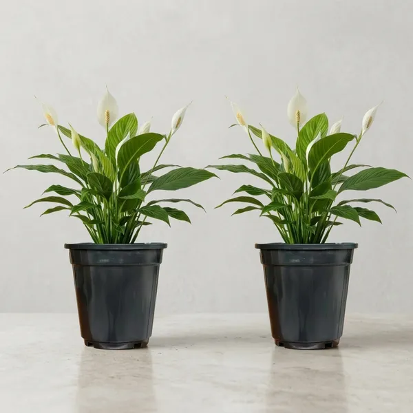Peace_Lily_Plant_With_Self_Watering_Pot_Pack_Of_4