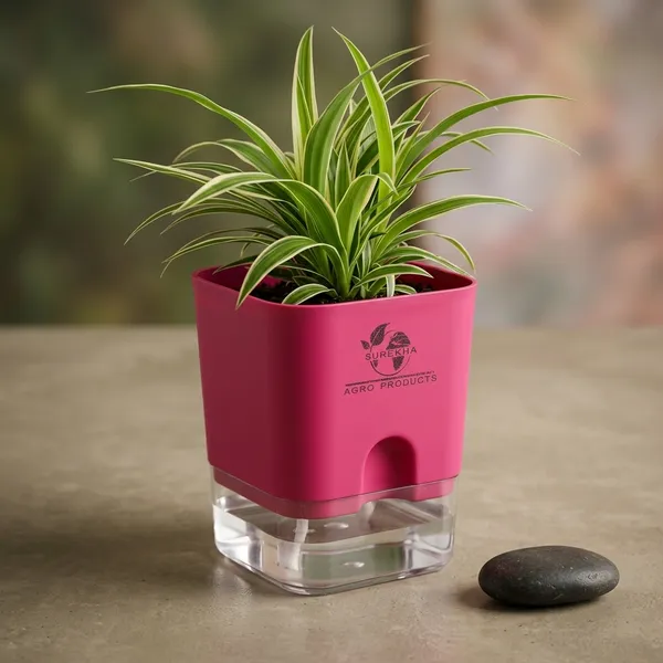 Spider_Plant_(Chlorophytum)_In_Self_Watering_Pot