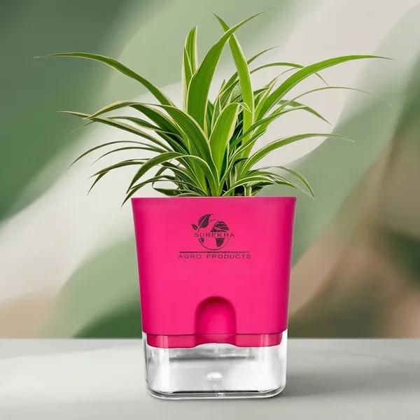 Spider_Plant_(Chlorophytum)_In_Self_Watering_Pot