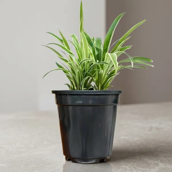 Spider_Plant_In_Self_Watering_Pot