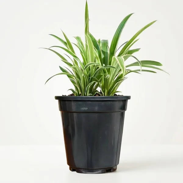 Spider_Plant_In_Self_Watering_Pot