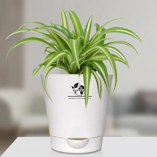 Spider_Plant_In_Self_Watering_Pot