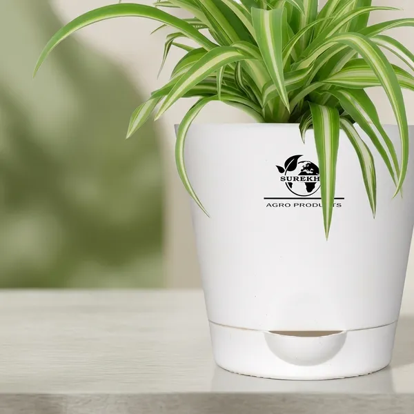 Spider_Plant_In_Self_Watering_Pot