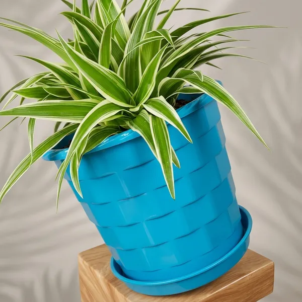 Spider_Plant_In_Decorative_Pot