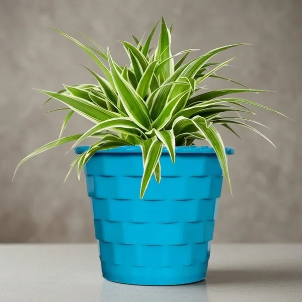 Spider_Plant_In_Decorative_Pot