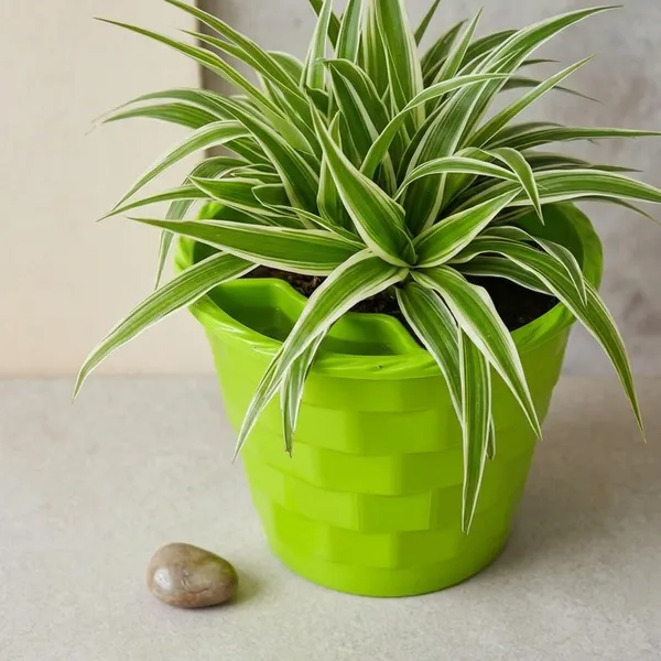 Spider_Plant_In_Self_Watering_Pot