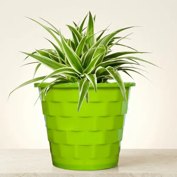 Spider_Plant_In_Self_Watering_Pot