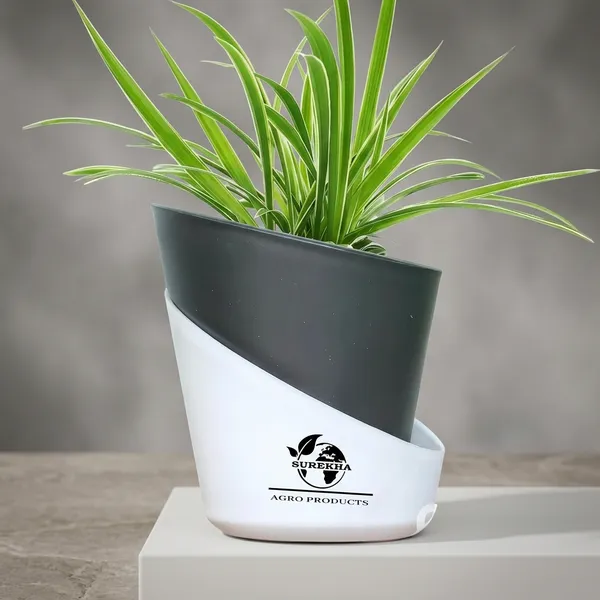 Spider_Plant_In_Self_Watering_Pot