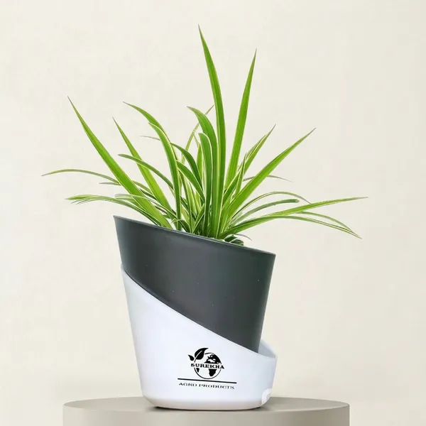 Spider_Plant_In_Self_Watering_Pot
