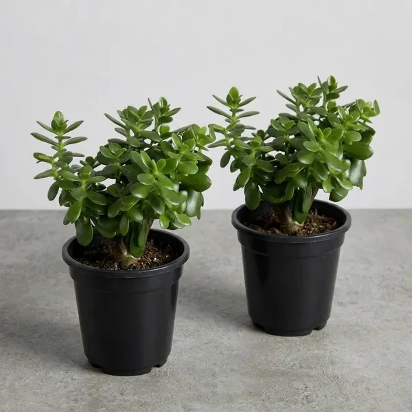 Jade_Plant_With_Pot_Pack_Of_2