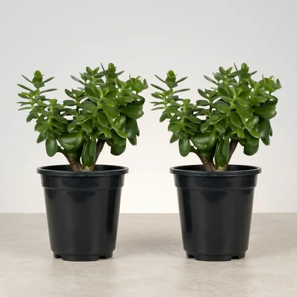 Jade_Plant_With_Pot_Pack_Of_2