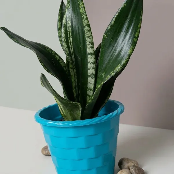 Snake_Plant_(Sansevieria_Whitney)_With_Self_Watering_Pot