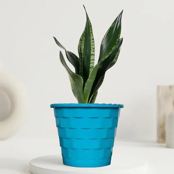 Snake_Plant_(Sansevieria_Whitney)_With_Self_Watering_Pot