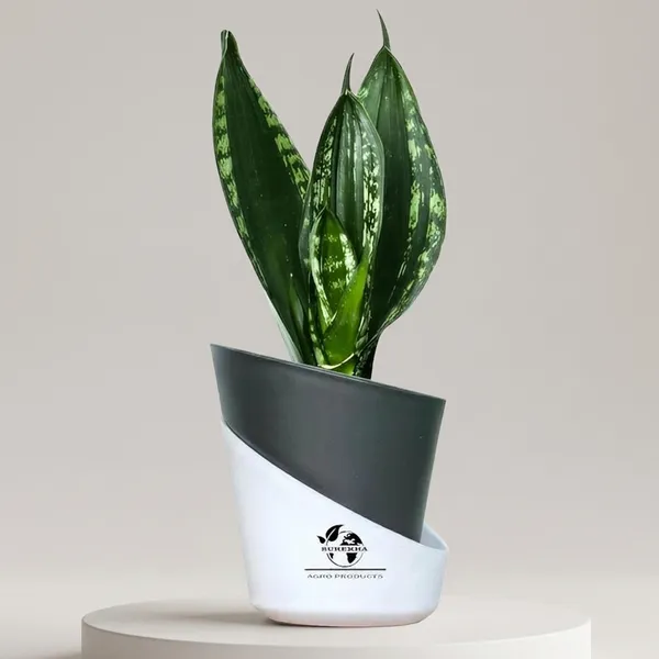 Snake_Plant_(Sansevieria_Whitney)_With_Self_Watering_Pot