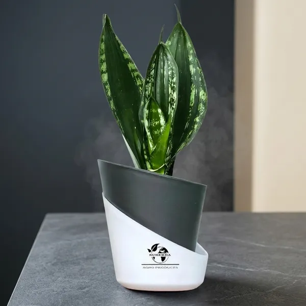 Snake_Plant_(Sansevieria_Whitney)_With_Self_Watering_Pot