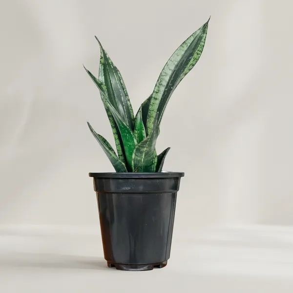 Snake_Plant_With_Self_Watering_Pot
