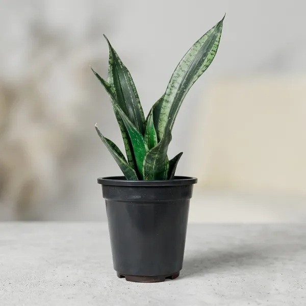 Snake_Plant_With_Self_Watering_Pot