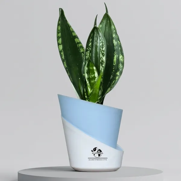 Snake_Plant_Snake_Plant_(_Sansevieria_Whitney)_In_Pot