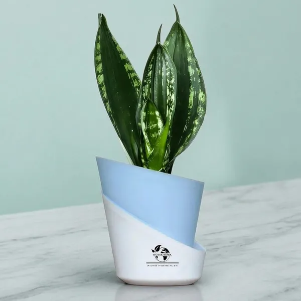 Snake_Plant_Snake_Plant_(_Sansevieria_Whitney)_In_Pot