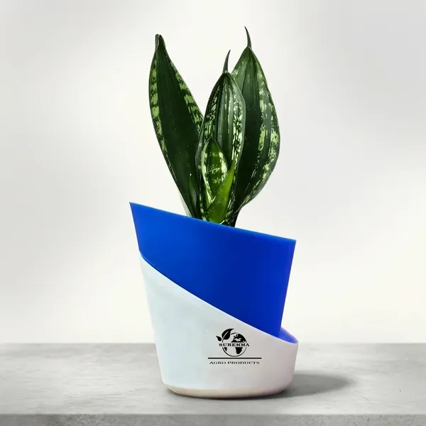 Snake_Plant(_Sansevieria_Whitney)_With_Self_Watering_Pot