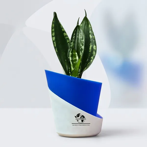 Snake_Plant(_Sansevieria_Whitney)_With_Self_Watering_Pot