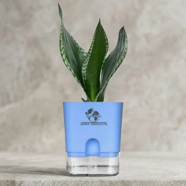 Snake_Plant(Sansevieria_Whitney)_With_Self_Watering_Pot