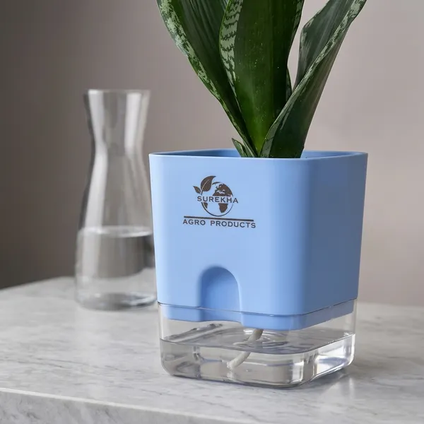 Snake_Plant(Sansevieria_Whitney)_With_Self_Watering_Pot