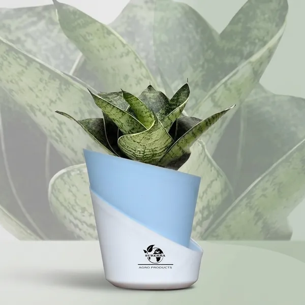 Sansevieria_Plant_With_Pot