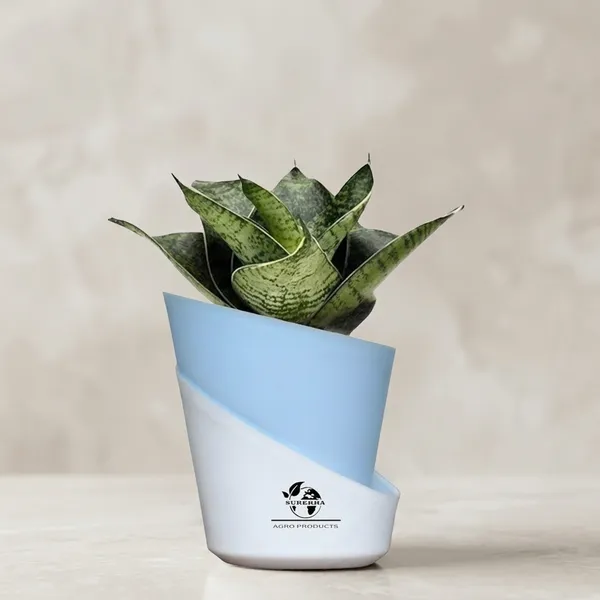 Sansevieria_Plant_With_Pot