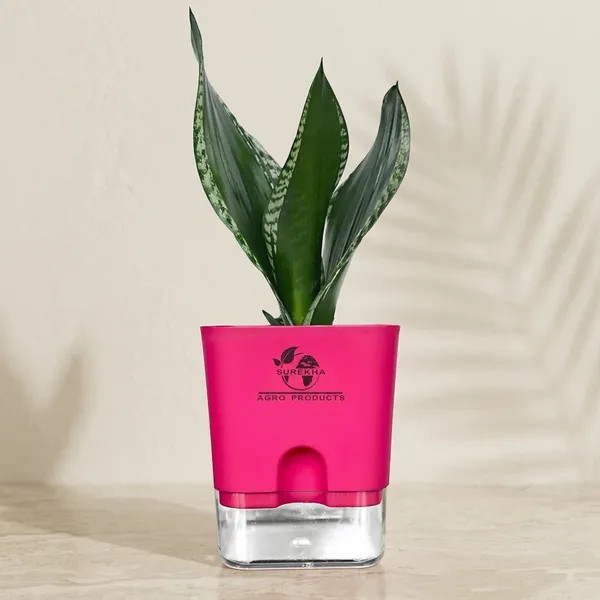 Snake_Plant(Sansevieria_Whitney)_With_Self_Watering_Pot