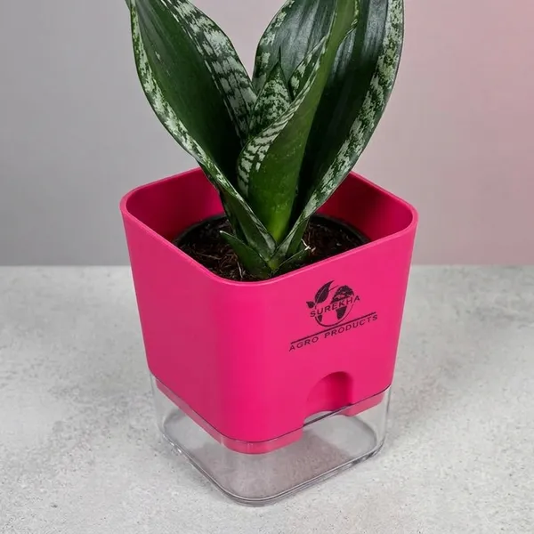 Snake_Plant(Sansevieria_Whitney)_With_Self_Watering_Pot