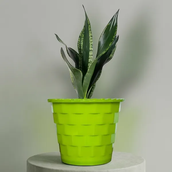 Snake_Plant_(Sansevieria_Whitney)_With_Self_Watering_Pot
