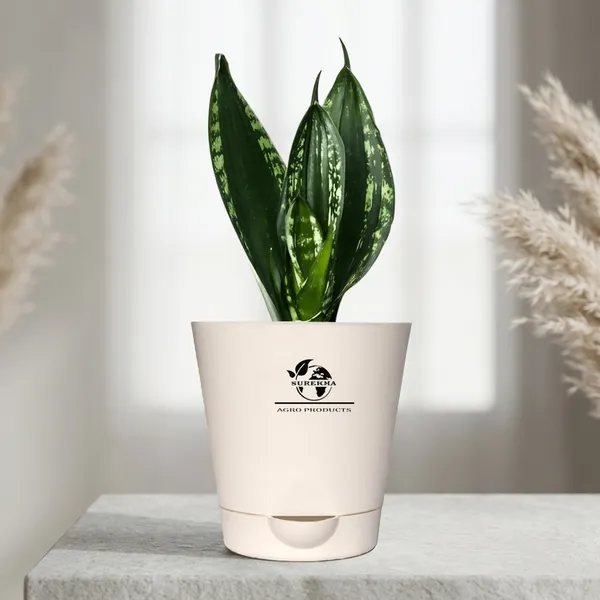 Snake_Plant_(_Sansevieria_Whitney)_With_Self_Watering_Pot