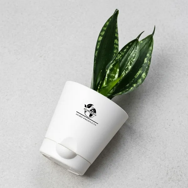 Snake_Plant_(_Sansevieria_Whitney)_With_Self_Watering_Pot