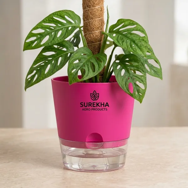 Philodendron_Broken_Heart_Plant_With_Self_Watering_Pot