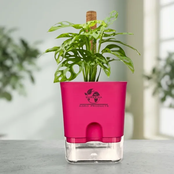 Philodendron_Broken_Heart_Plant_With_Self_Watering_Pot
