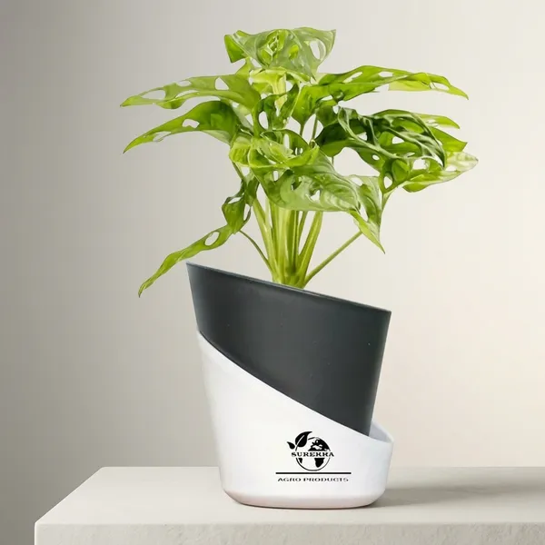 Philodendron_Broken_Heart_Plant_With_Self_Watering_Pot