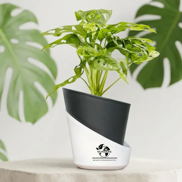 Philodendron_Broken_Heart_Plant_With_Self_Watering_Pot