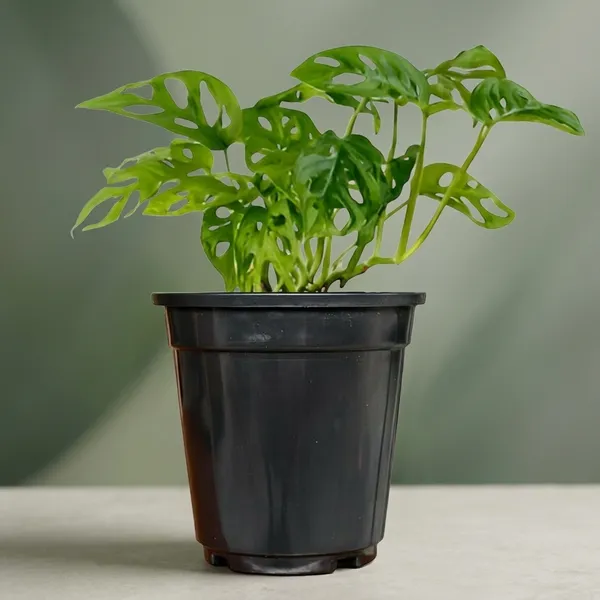 Philodendron_Broken_Heart_Plant_With_Self_Watering_Pot