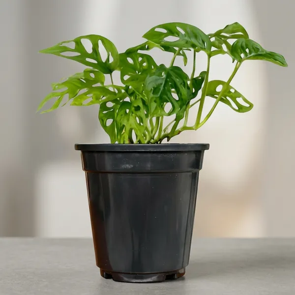 Philodendron_Broken_Heart_Plant_With_Self_Watering_Pot