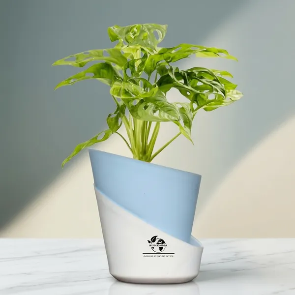 Philodendron_Broken_Heart_Plant_With_Self_Watering_Pot