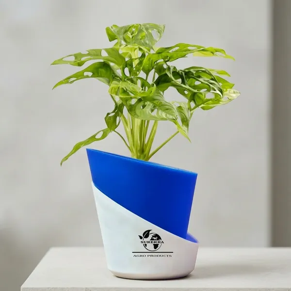 Philodendron_Broken_Heart_Plant_With_Self_Watering_Pot