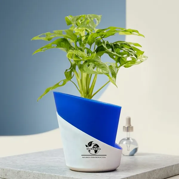 Philodendron_Broken_Heart_Plant_With_Self_Watering_Pot