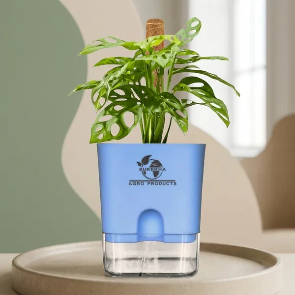 Philodendron_Broken_Heart_Plant_With_Self_Watering_Pot