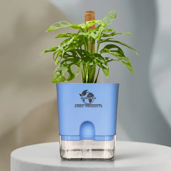 Philodendron_Broken_Heart_Plant_With_Self_Watering_Pot