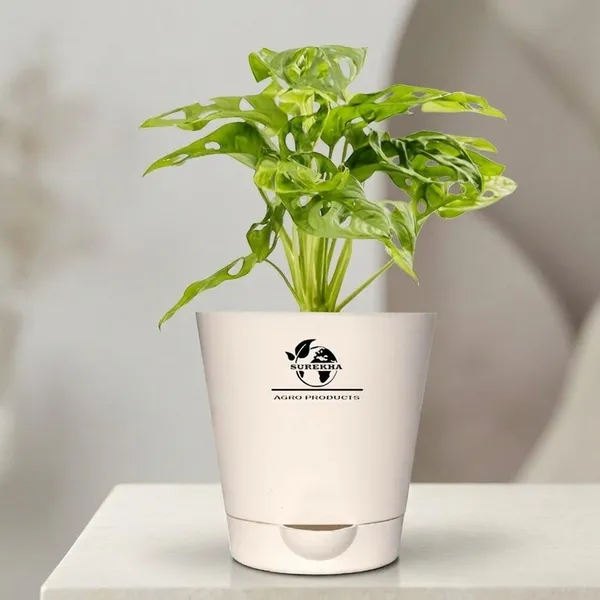 Philodendron_Broken_Heart_Plant_With_Self_Watering_Pot