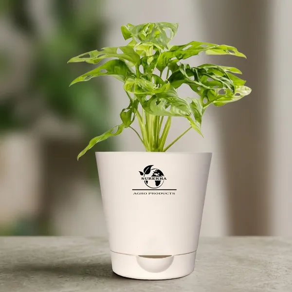 Philodendron_Broken_Heart_Plant_With_Self_Watering_Pot